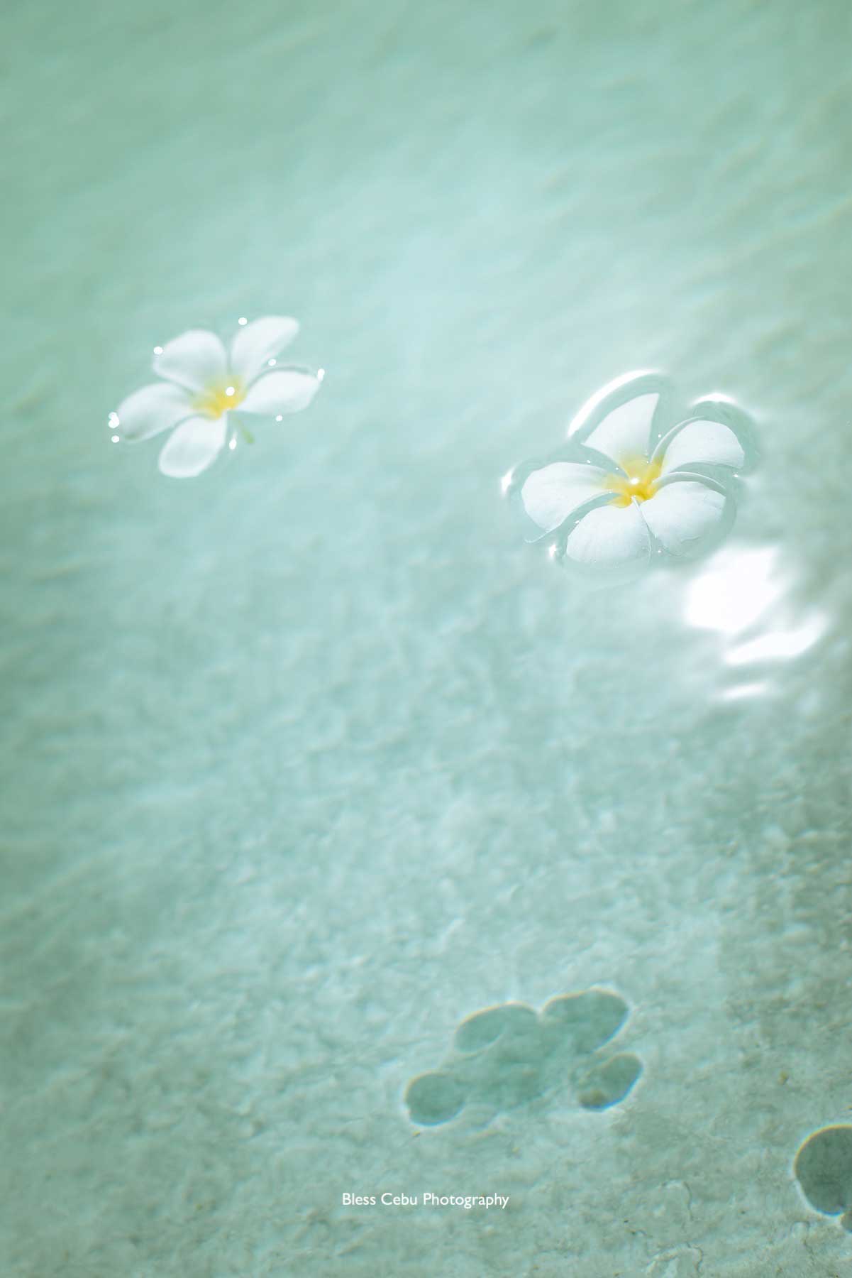 プールに浮かぶフランジパニの花