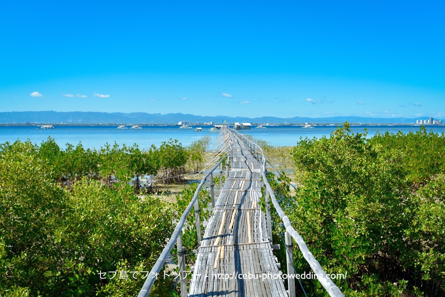 オランゴ島マングローブの桟橋